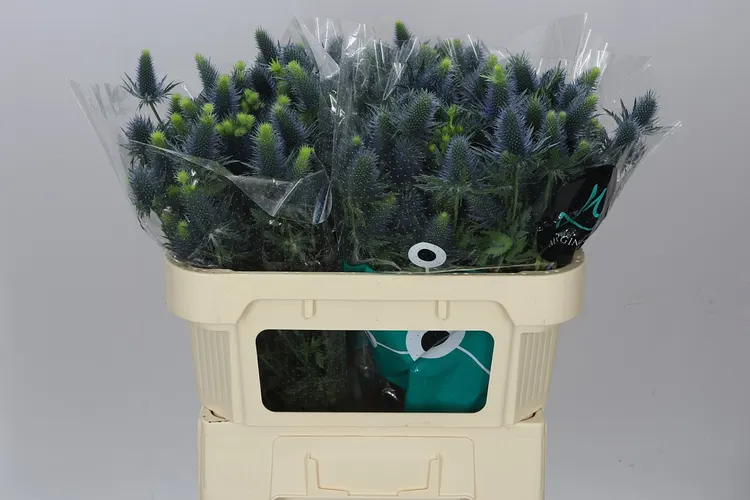 Eryngium Supernova 70 cm