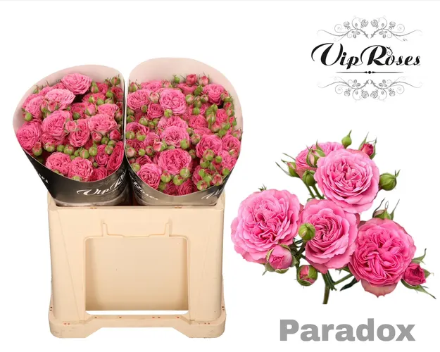R Tr Paradox! 70 cm