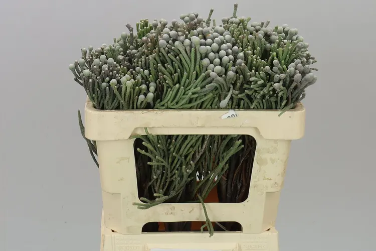 Kaaps Brunia Silver 50 cm
