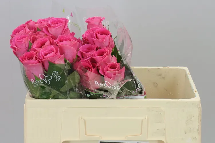 Rosa Gr Watergame 50 cm