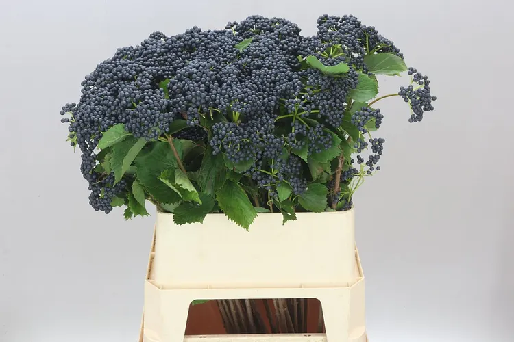 Viburnum Blueberry Hill 80 cm