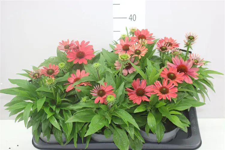 Echinacea Purpurea Watermelon črepník 17 cm