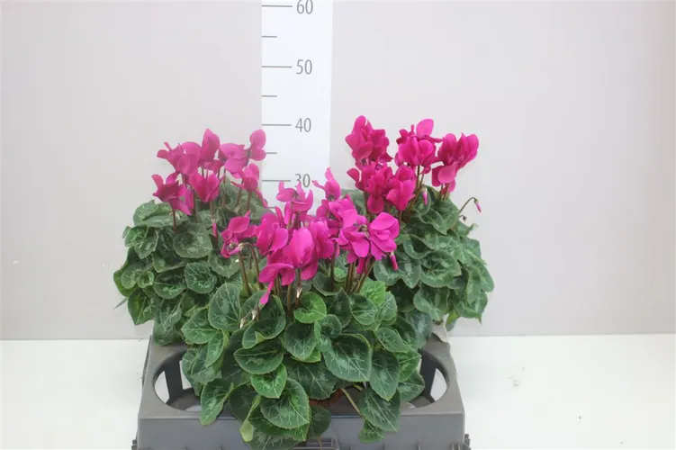Cyclamen Gr S S Xl Paars črepník 15 cm