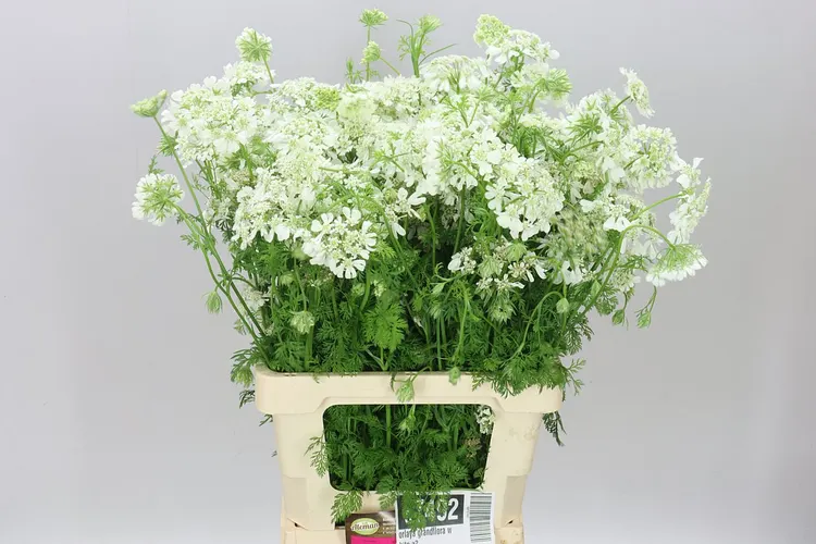 Orlaya Grandflora White A2 60 cm