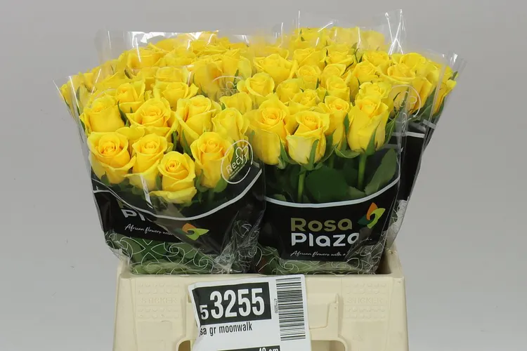 Rosa Gr Moonwalk 40 cm