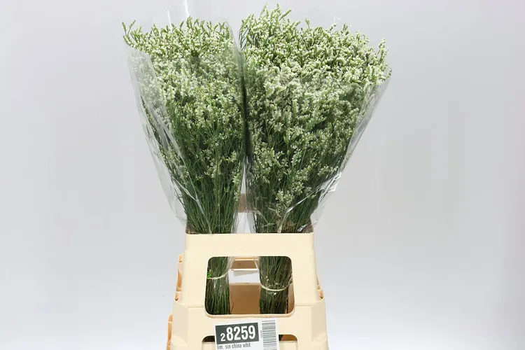 Lim. Sin China White 70 cm