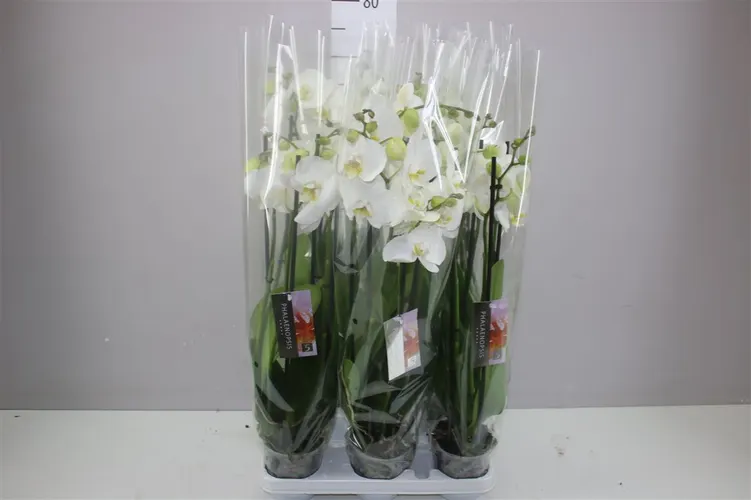Phal Wit 4 Tak črepník 12 cm