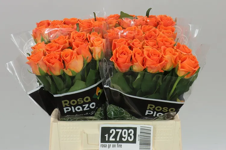 Rosa Gr On Fire 40 cm