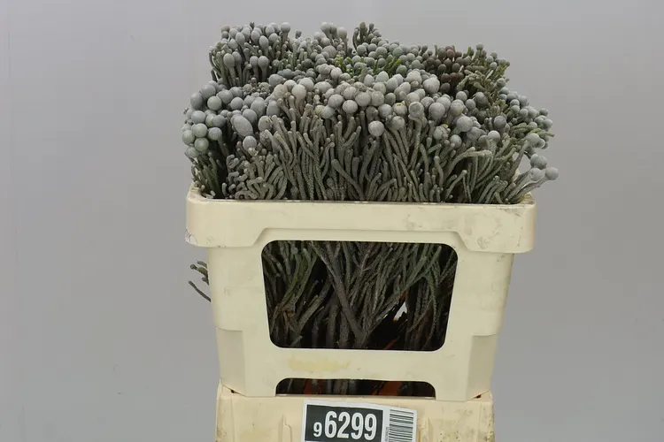 Kaaps Brunia Silver 50 cm
