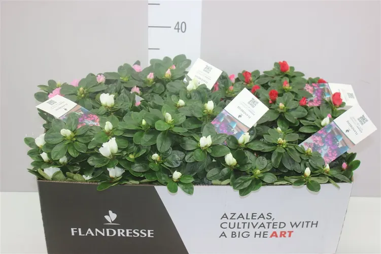 Azalka mix črepník 14 cm