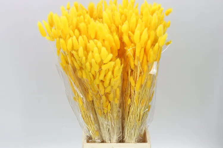 Dried Lagurus Yellow 60 cm