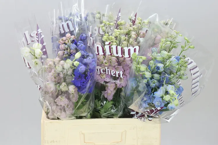 Stračonôžka Elatum mix 65 cm