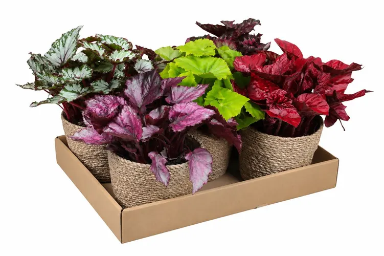 Begónia mix v košíku črepník 12 cm