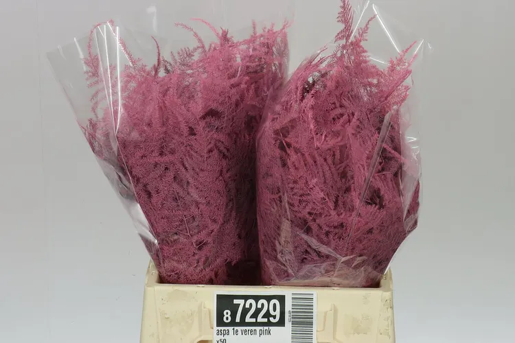 Aspa 1e Veren Pink X50 45 cm
