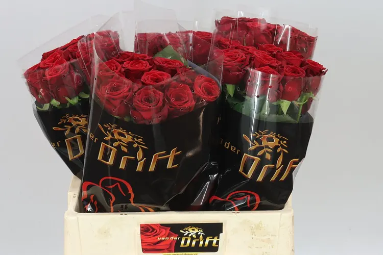 Rosa Gr Red Naomi Drf 60 cm