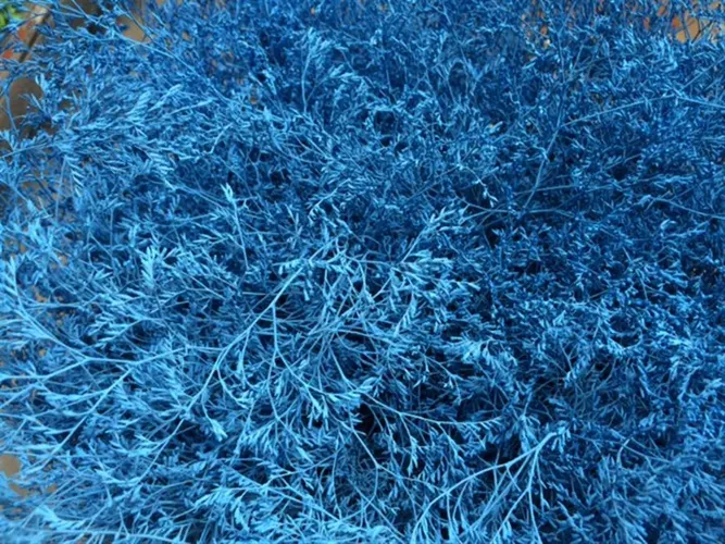 Limónium Beltaard Blue 80 cm