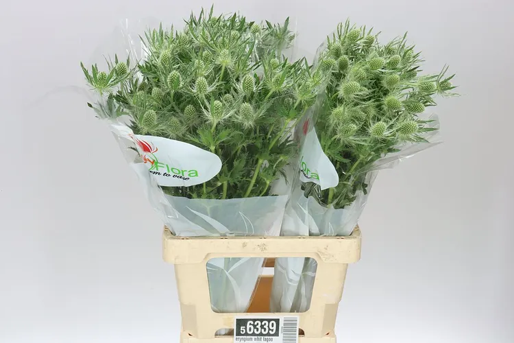 Eryngium Whit Lagoon 70 cm