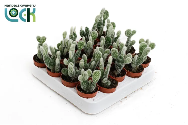 Opuntia Microdasys Albispina črepník 5,5 cm