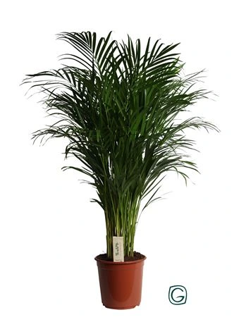 Chrysalidocarpus Areca črepník 24 cm