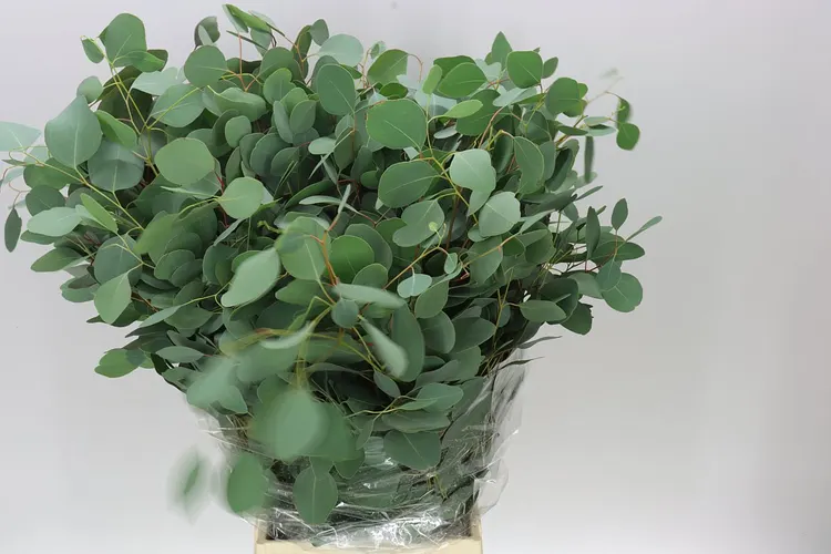 Populus Leaf X5 70 cm