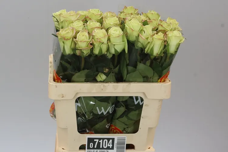 Rosa Gr Ec Green Tea 50 cm