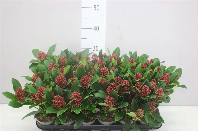 Skimmia Jap Rubella 4+ črepník 9 cm