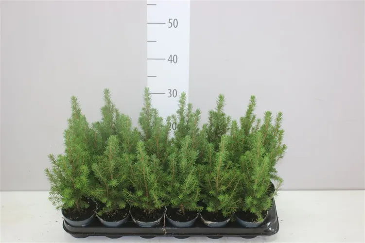 Picea Gl Perfecta črepník 9 cm