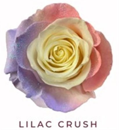 Ruža farbená Lilac Crush, Ekvádor 50 cm