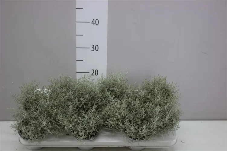 Calocephalus črepník 10,5 cm