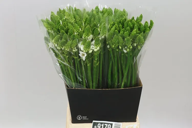 Ornithogalum Thyrsoides 60 cm