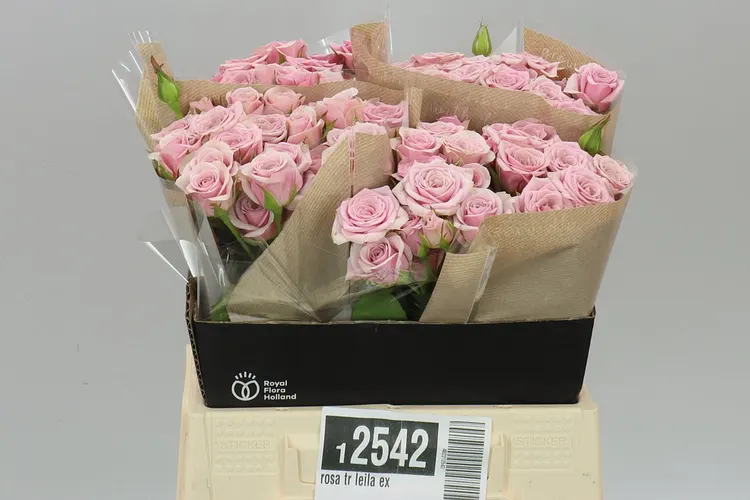 Ruža trsová Leila 40 cm