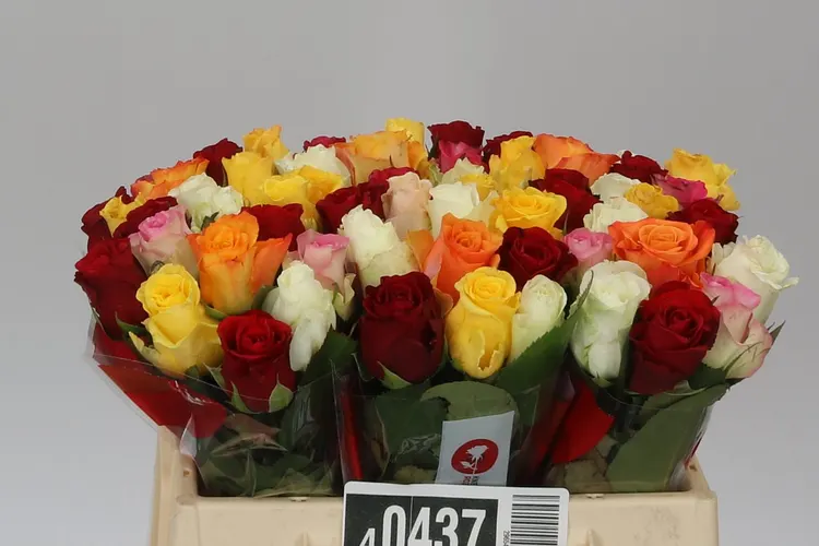 Ruža mix vo zväzku Ex 35 cm