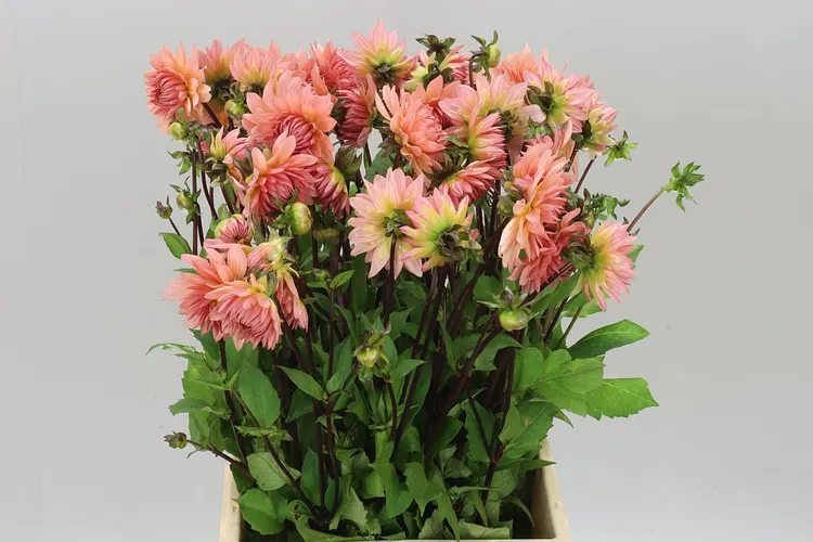 Dahlia Preference 55 cm