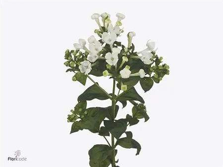 Bouv En White Sensation 50 cm