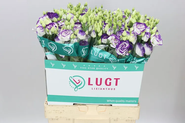 Eustóma plnokvetá Rosita Blue Picotee 70 cm