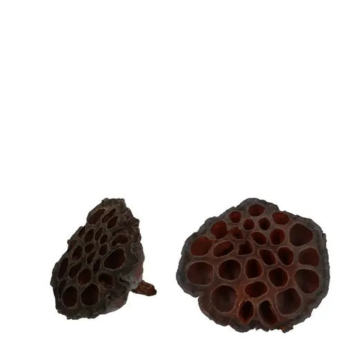 Sušený materiál Lotus hnedá ⌀ 8 cm
