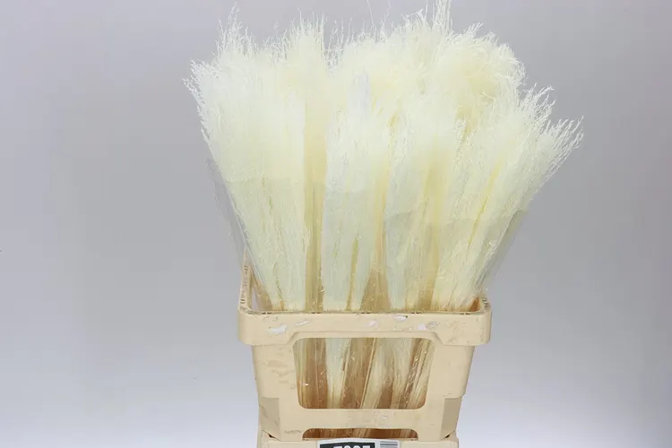 Bleached Miscanthus, sušené 70 cm