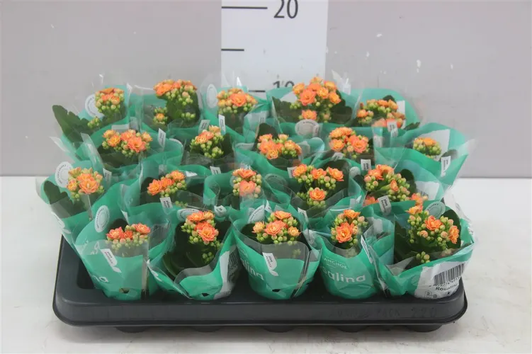 Kalanchoe Rosalina Oranje A2 črepník 6 cm