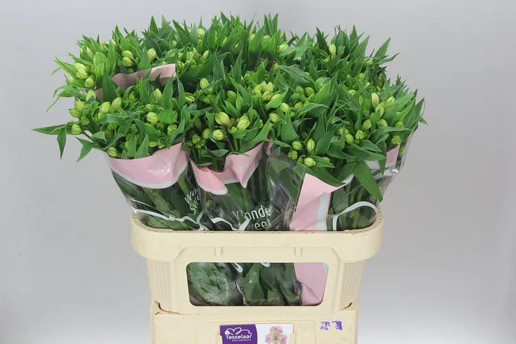 Alstro Wonder Sweet 75 cm