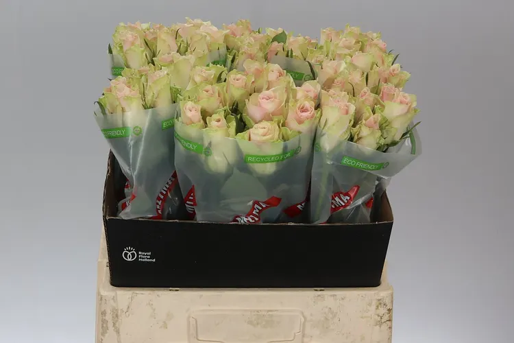 Rosa Gr Pink Athena 60 cm