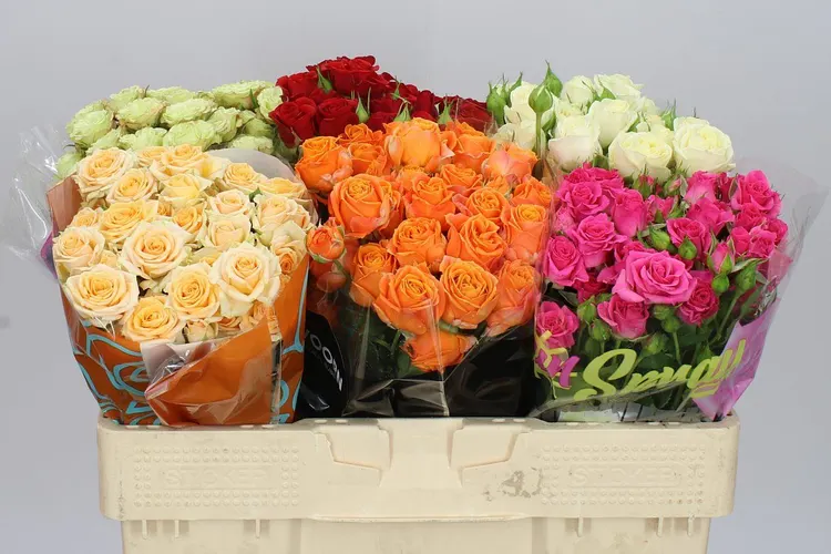 Rosa Tr Mixed In Bucket 50 cm
