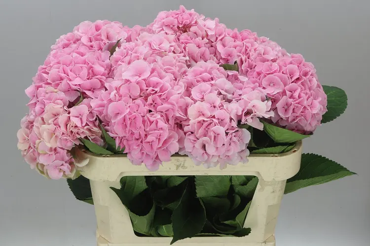 Hyd Delight 80 cm