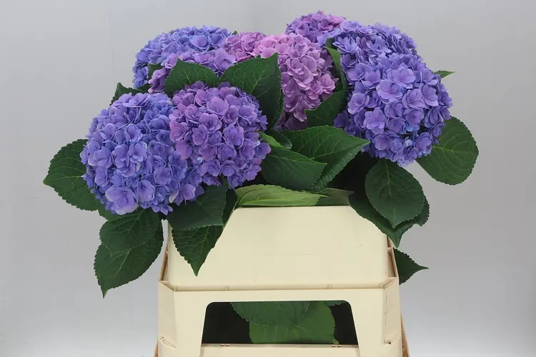 Hortenzia Majestic Lilac 80 cm