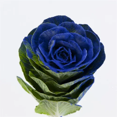 Brassica Powdered Blue Glitter 60 cm