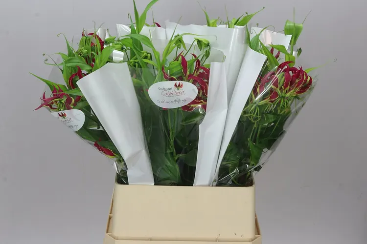 Gloriosa Long 90 cm