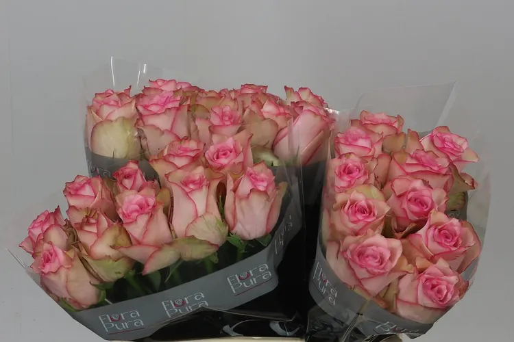 Rosa Gr Paloma Steffi 40 cm