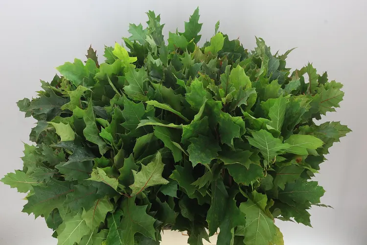 Quercus Rubra 80 cm