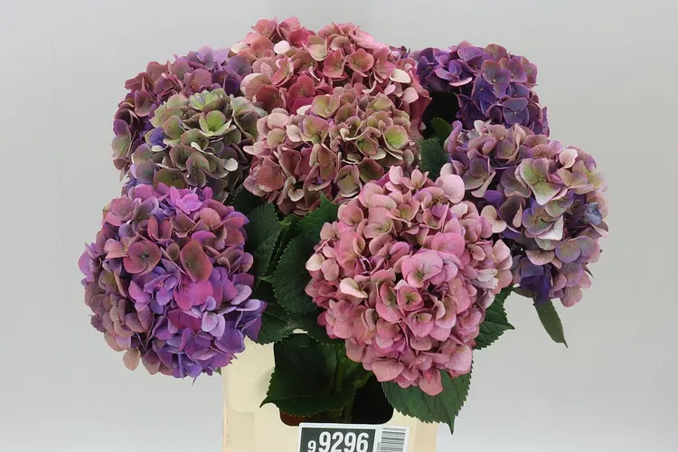 Hortenzia Opera Classic 60 cm