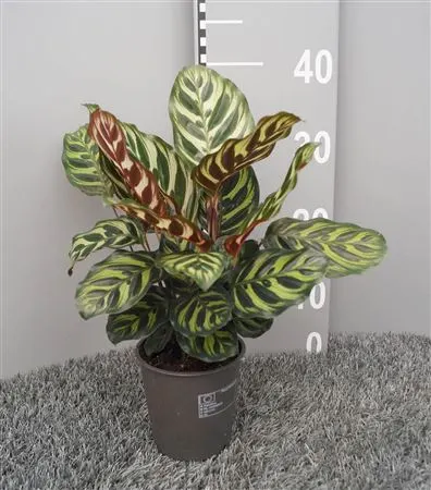 Calathea Makoyana črepník 12 cm