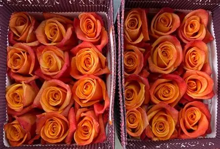 Rosa Gr Ec Sunset Glory 50 cm